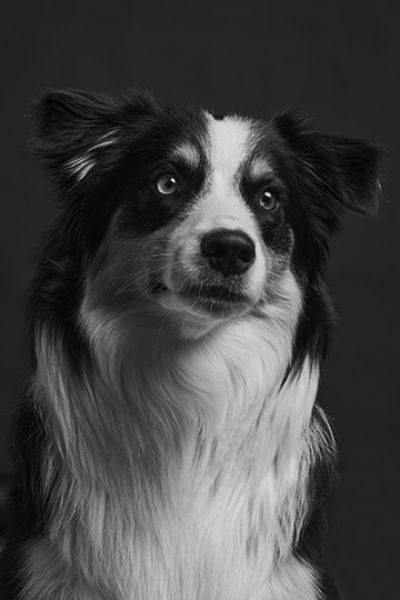 Schwarzweiß Frontalportrait eines Mini Australian Shepherds; sie schaut interessiert in die Kamera; ihr Name ist Miley, von Beruf Office Dog
